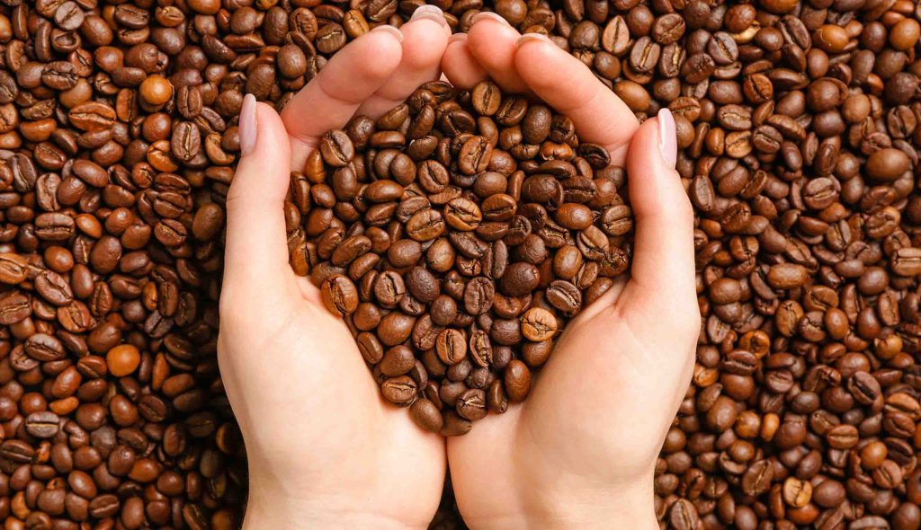Desa Penghasil Kopi di Medan