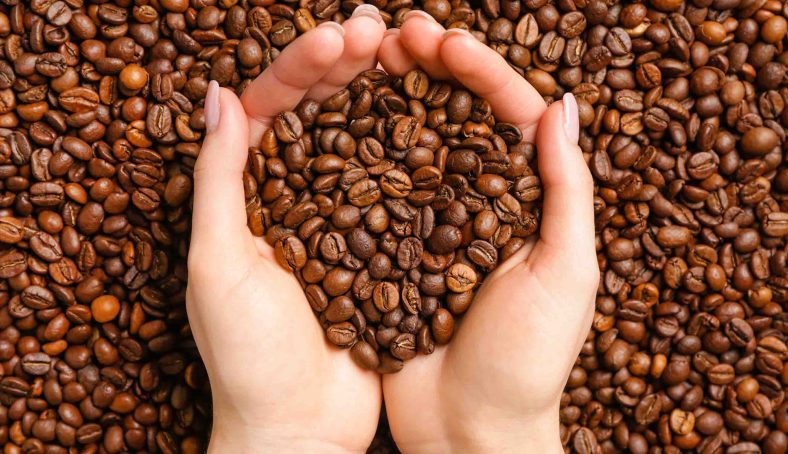 Desa Penghasil Kopi di Medan